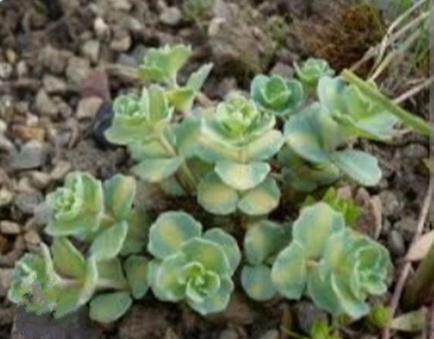 Кипарисовый молочай,очиток седум, садовая гвоздика.