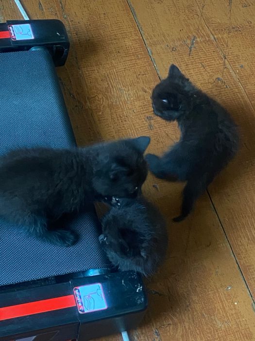 Віддаю котенят в добрі руки