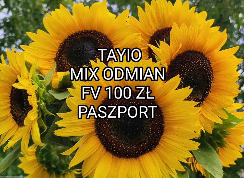 Słonecznik ozdobny nasiona 100zł/kg