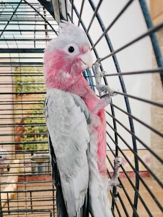 Cacatua galah macho 2025