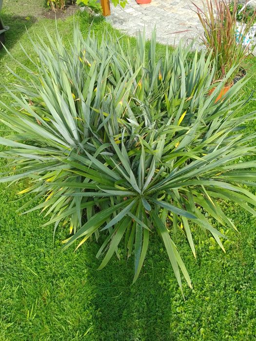 Juka ogrodowa sadzonki