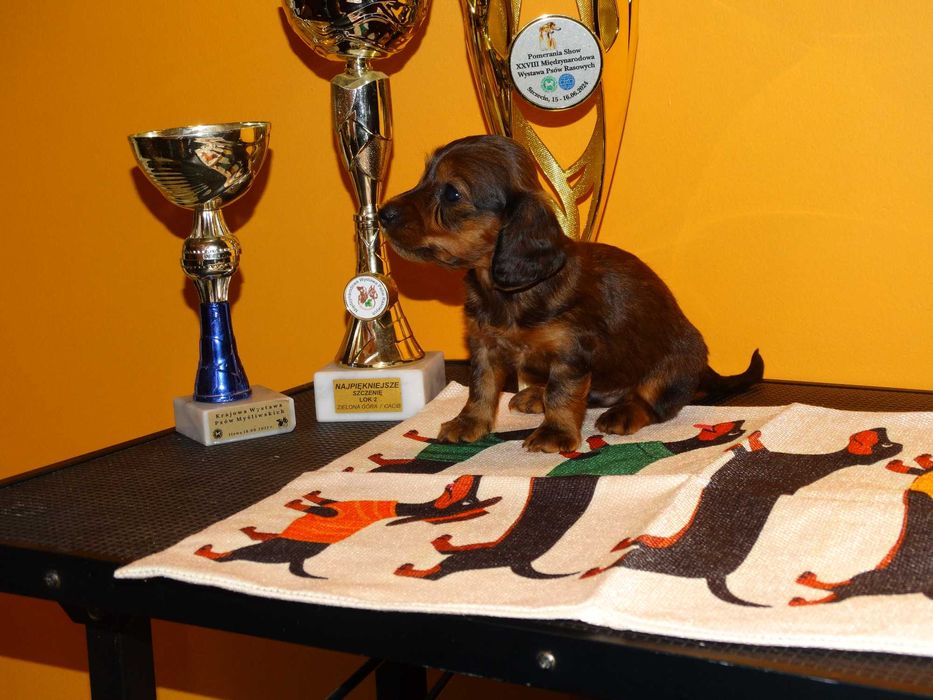 Jamnik Miniaturowy Długowłosy