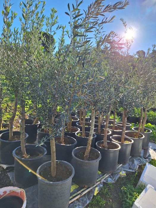 Oliveiras com 30 anos