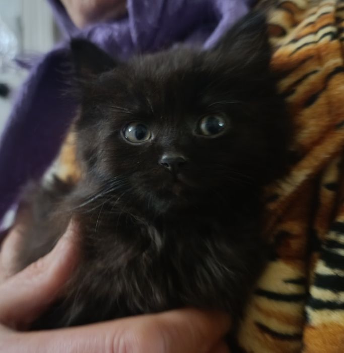 Візьміть кошеня, прибилось