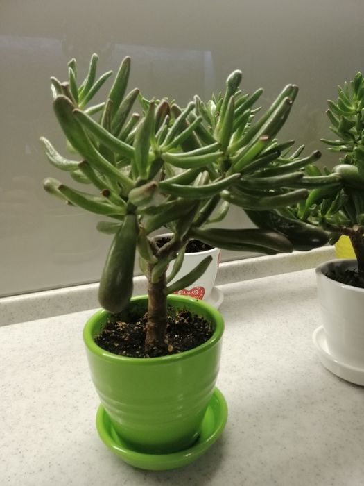 Денежное дерево разноцветных керамических горшках