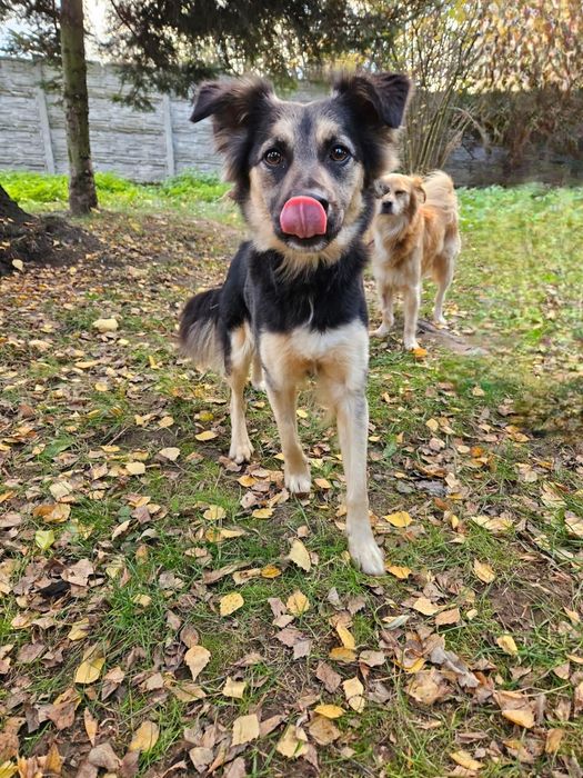 Oddam za darmo- do adopcji, Śliczna Diana szuka domu. Do