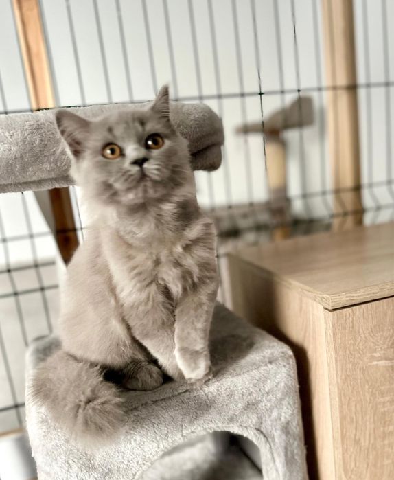 Śliczny koturek brytyjski