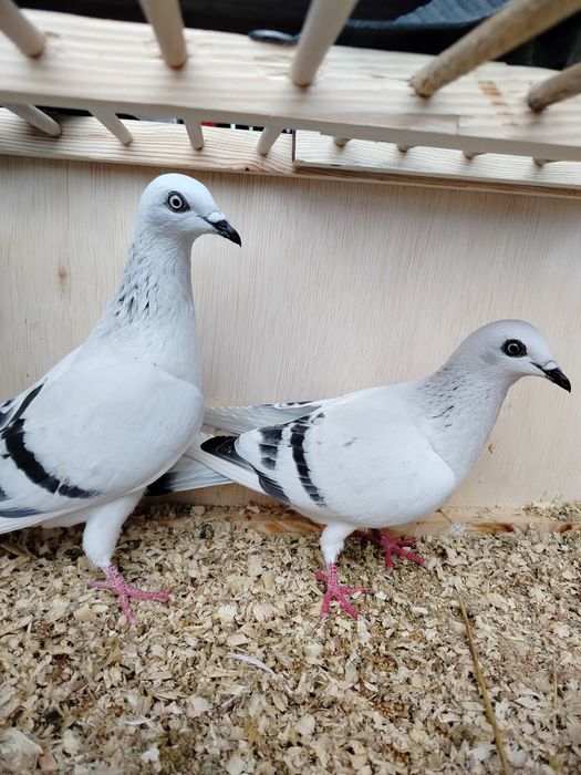 Gołębie jasne pasiate