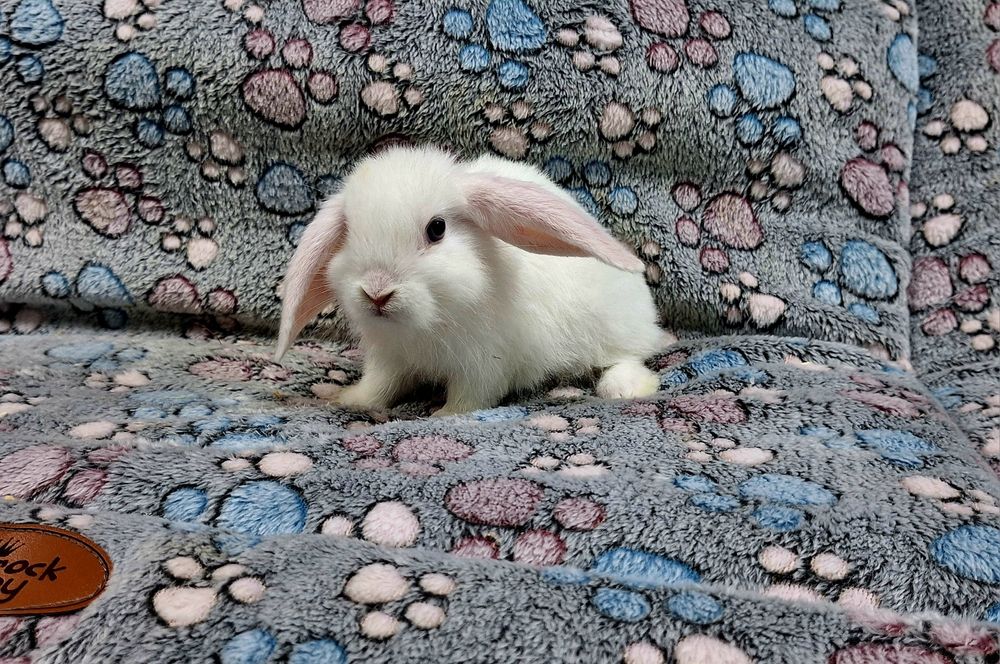 Króliczek Baranek Mini Lop samczyk