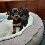 Pinscher  miniatura