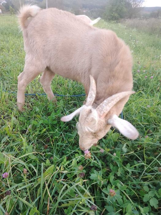 Козлик, с. Надрічне, Бережанський р-н., Тернопільщина