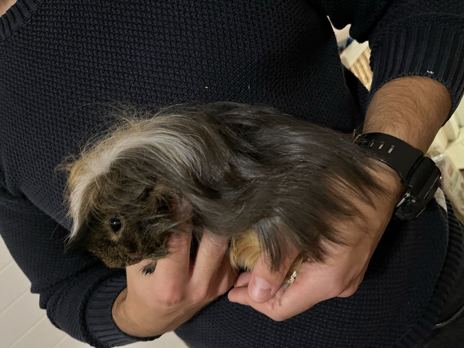 Świnka morska plus klatka