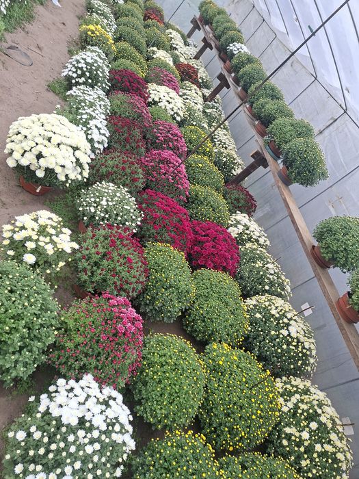 Sprzedam chryzantemy