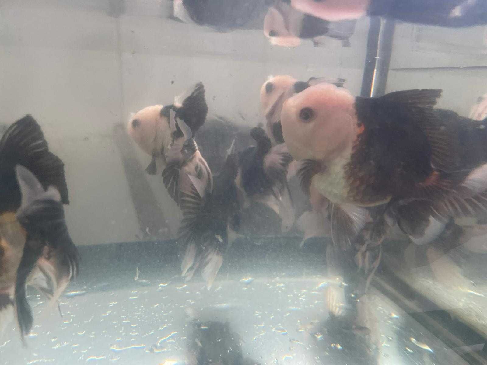 Oranda Panda 8cm