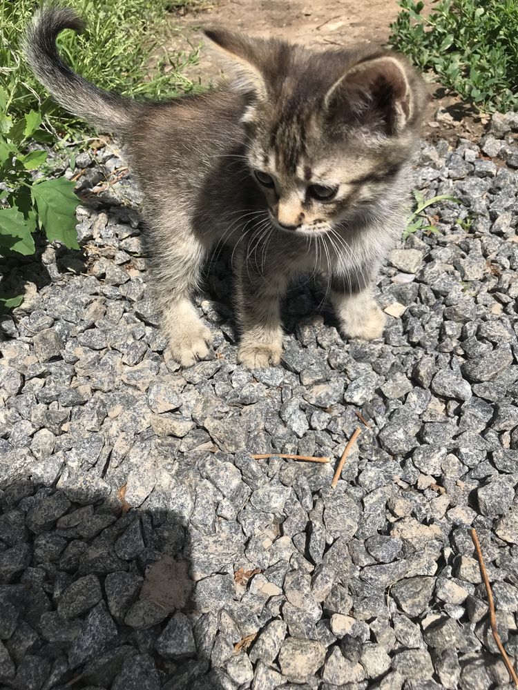 Котики в добрі руки