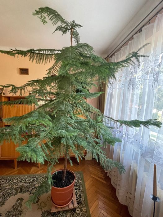 Araukaria 2,70m w doniczce