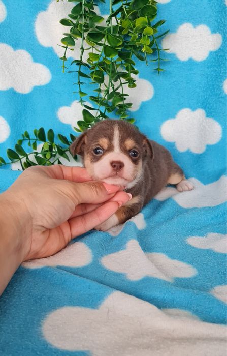 Excecional mini menino Chihuahua/Chiuaua de Qualidade,LinhagemRussa