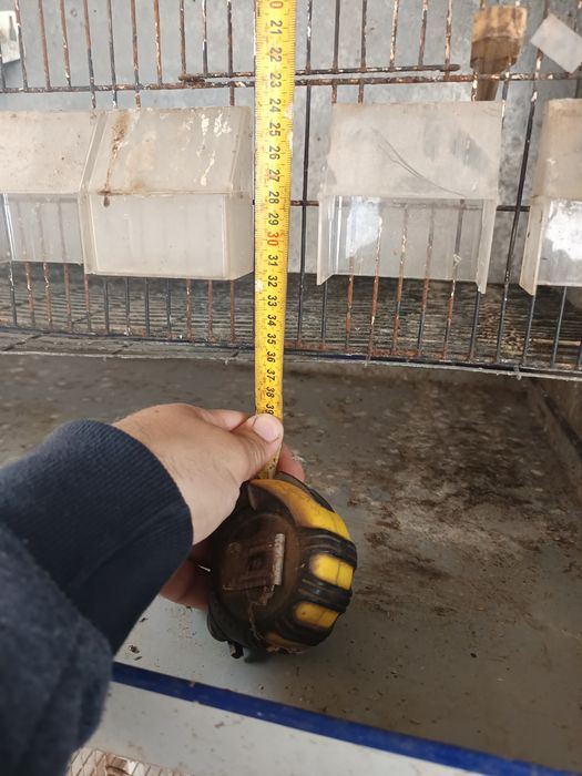 Vendo gaiola em chapa galvanizada