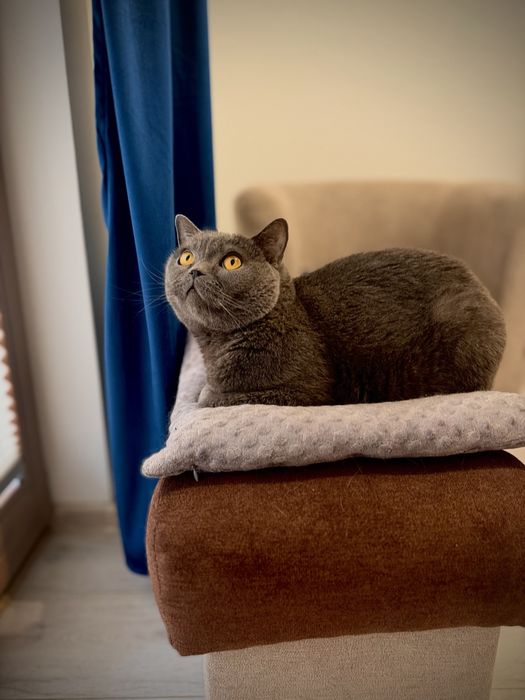 Kot brytyjski krótkowłosy szary