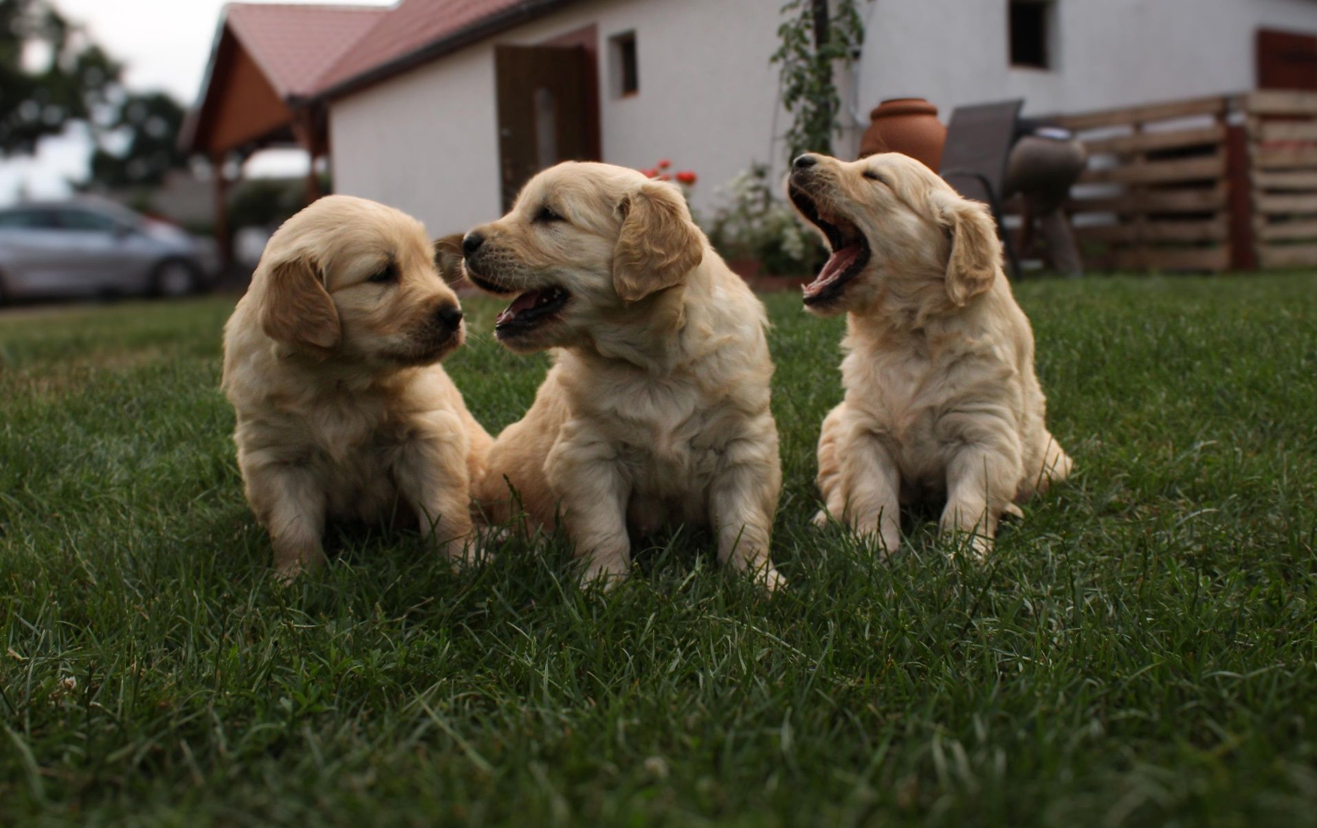 Szczeniak Golden Retriever
