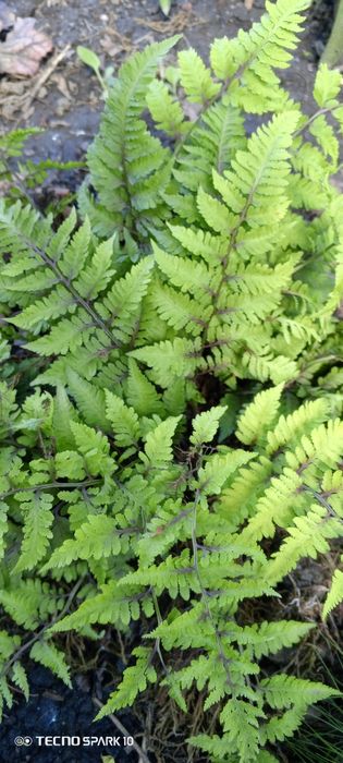 Папоротник...Кочедыжник ниппонский