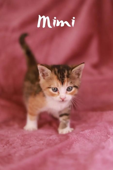 Weź na kolana kota! Adoptuj i podaruj szczęście