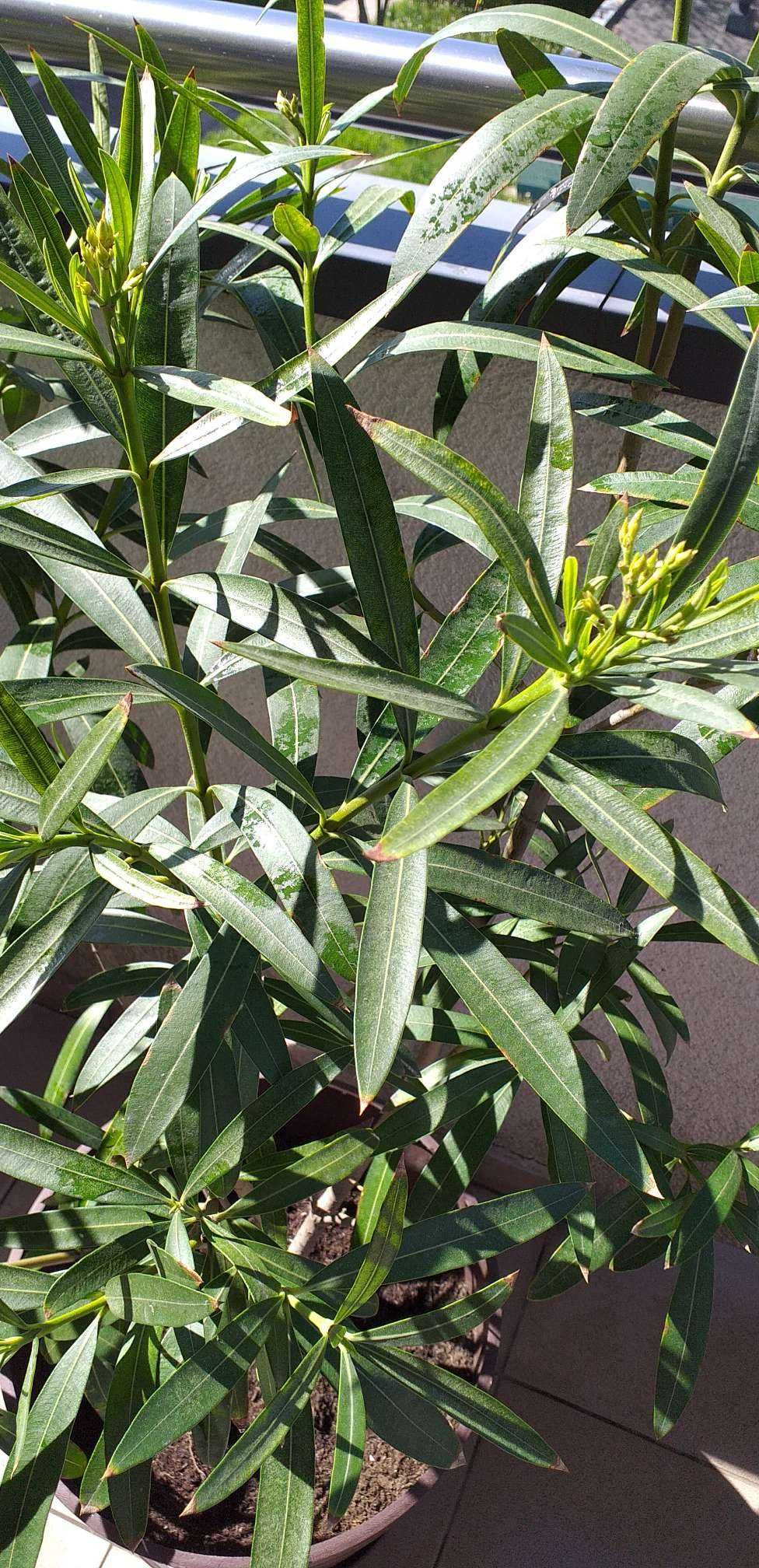 oleander pospolity bialy,1,70-2,00m