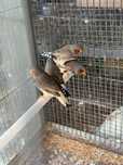 Mandarins gigantes