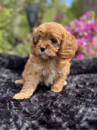 Cavapoo F1- Suczka