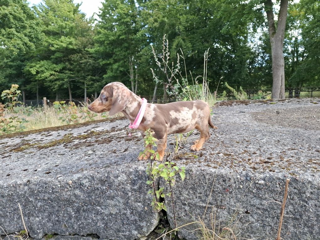 jamnik miniaturowy suczka merlle choco