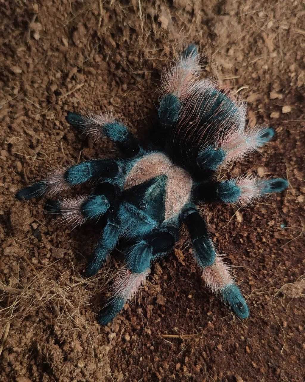 Brachypelma emilia самка павука птахоїда для новачків