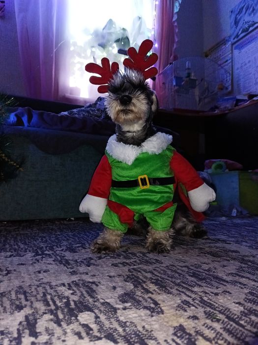 Новорічний костюм собачки