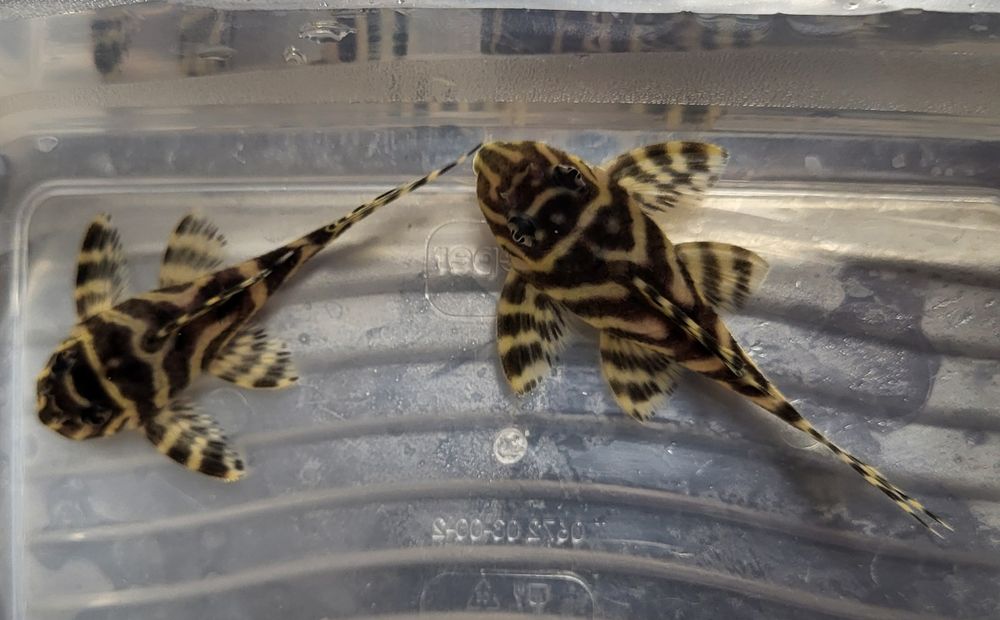 Zbrojnik Hypancistrus L333