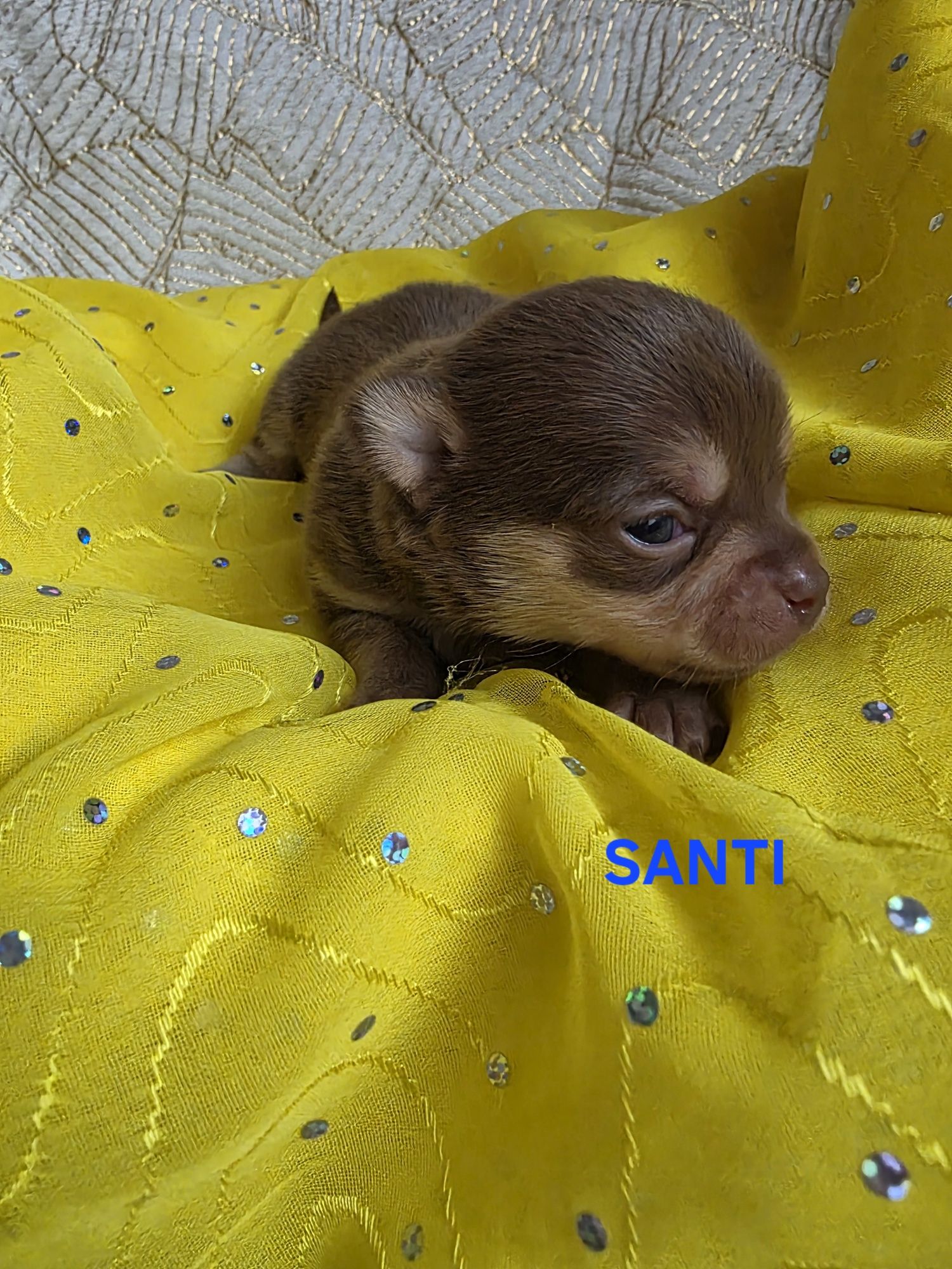 SANTI  choco tan