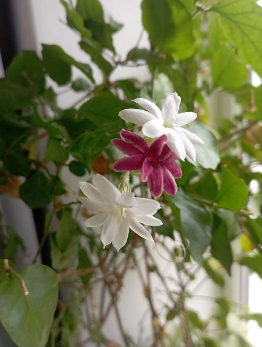 Жасмін Самбак живець