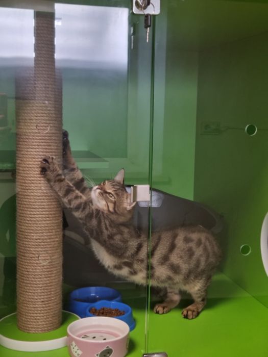 Продається діючий бізнес — котоготель "CatCity"