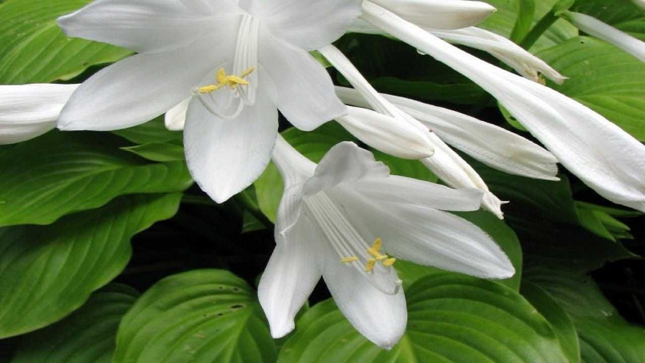 Хоста белая (лилия) многолетний цветок