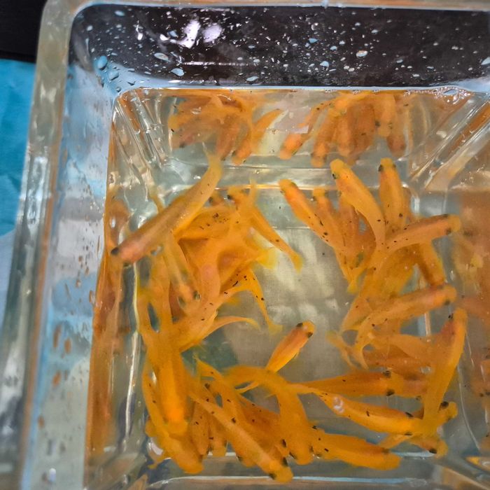 Żółta odchowana i czarna Molinezja.