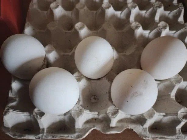 Інкубаційні яйця гусячі різні породи
