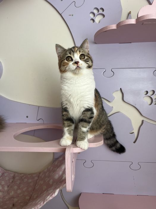 Scottish straight femea