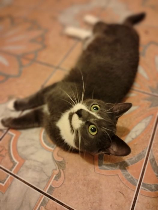 Стерилізована киця 6 міс