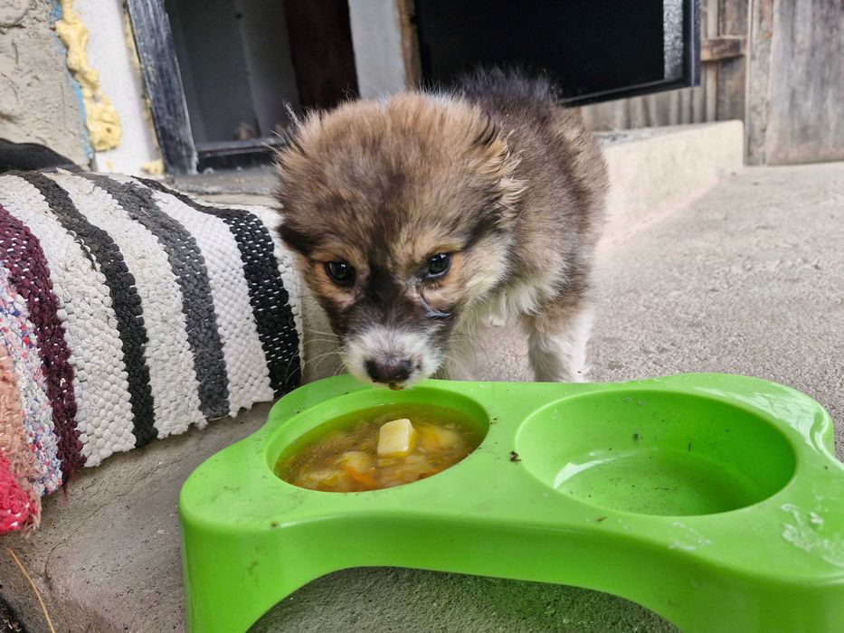 Цуцик шукає свого господаря