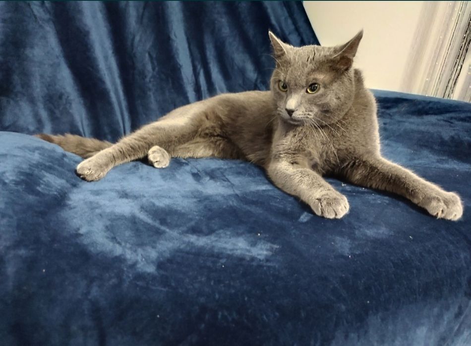 Kot Rosyjski Niebieski reproduktor