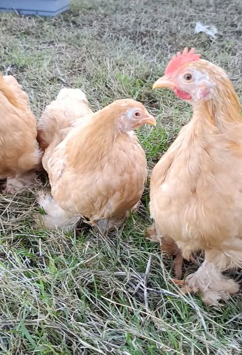 Pekins dourados com 3 meses