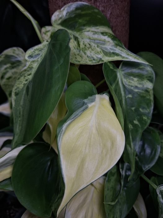 Philodendron Hederaceum Variegata i Cream Splash