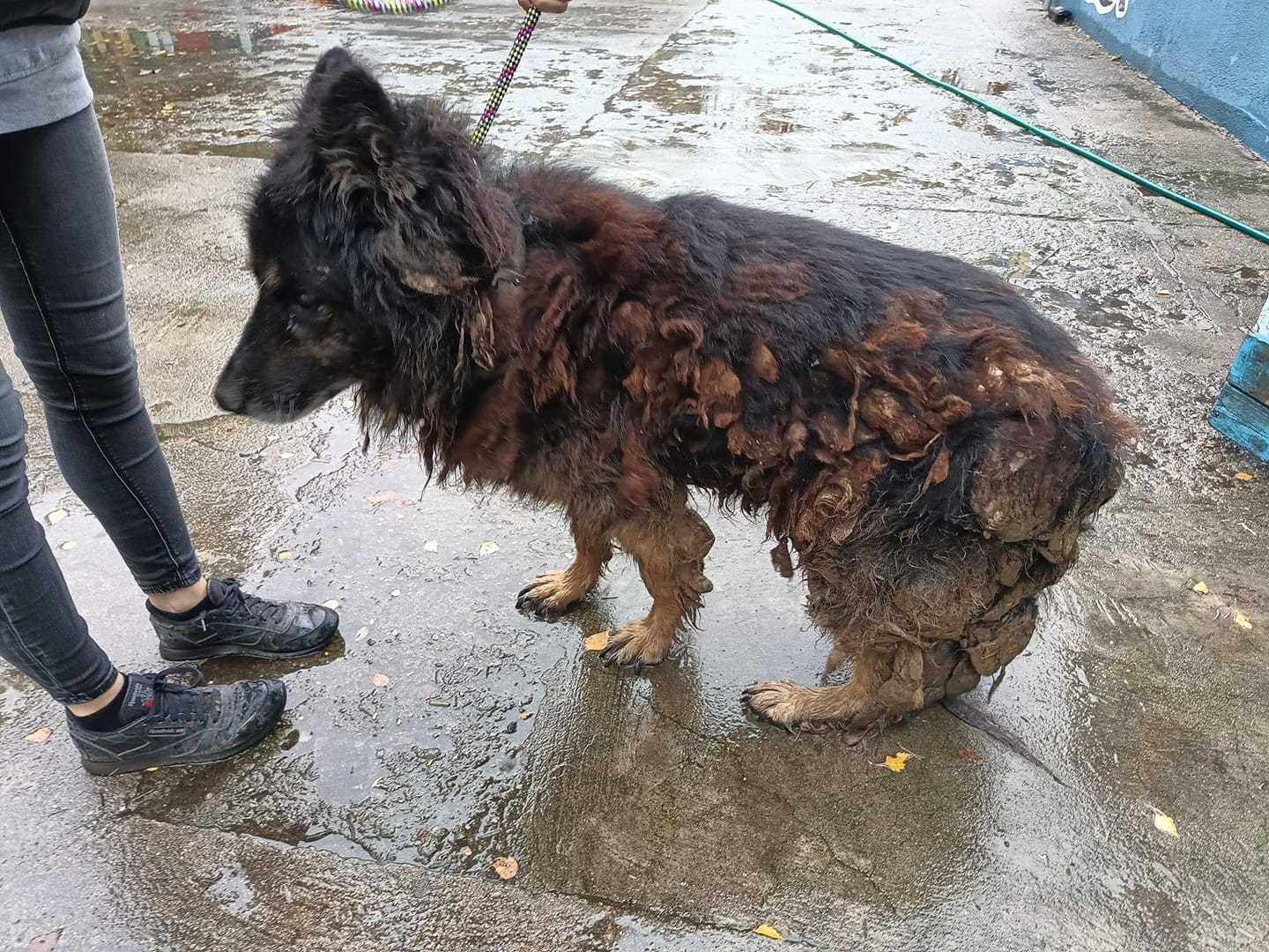 Alarm!!Rex upodlony przez cZŁOwieka szuka idealnego domu Gniezno