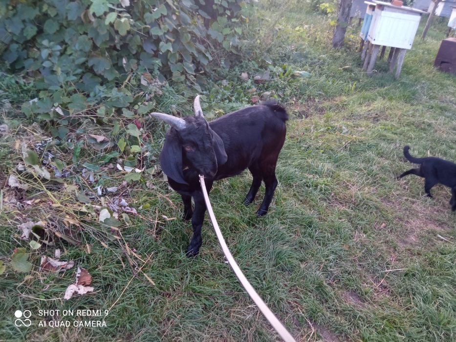 Нубійський козлик