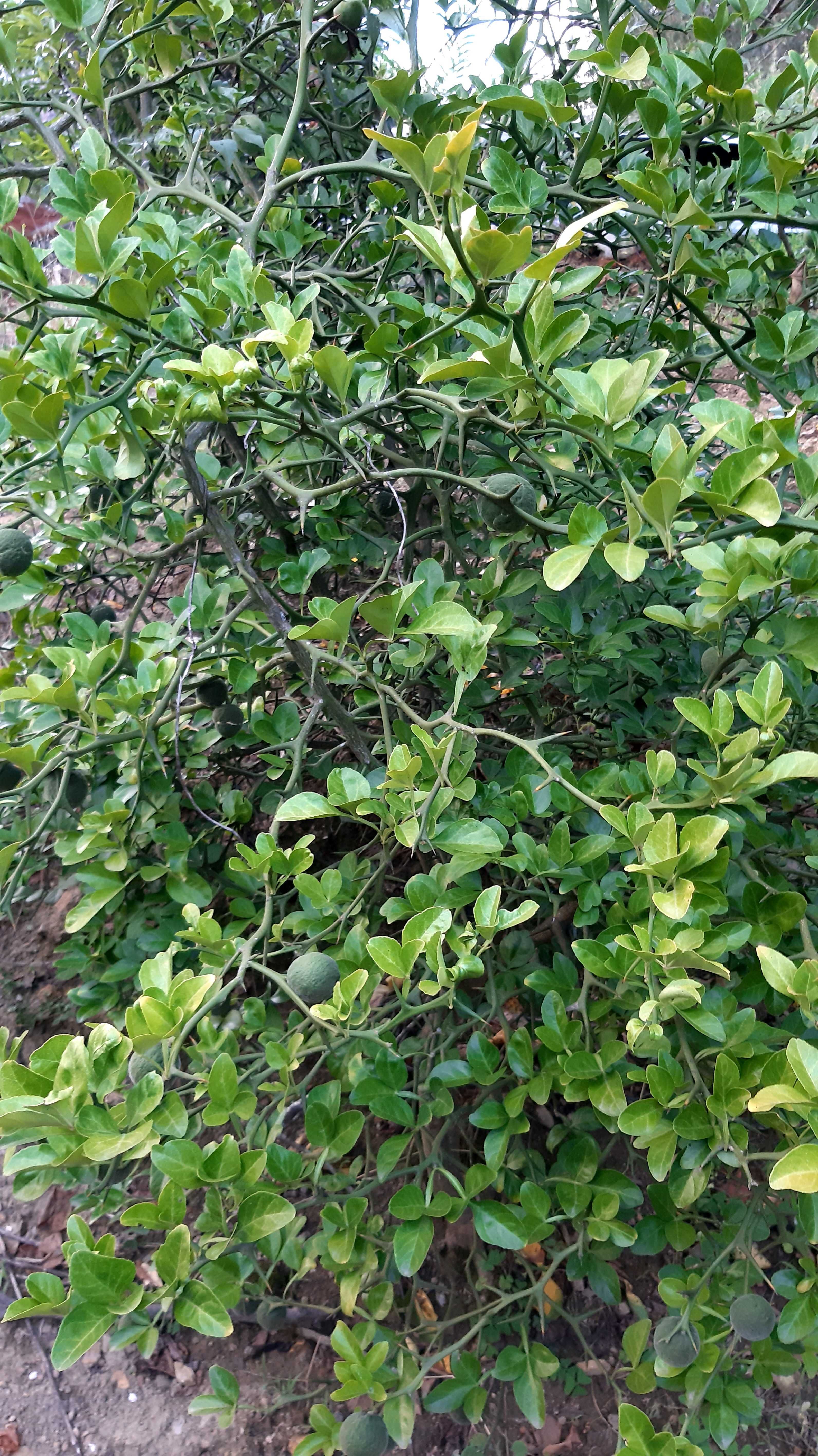 Citrinos trifoliate-orange