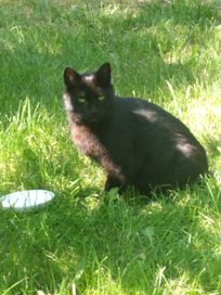 Czarny kotek przybłęda szuka domu