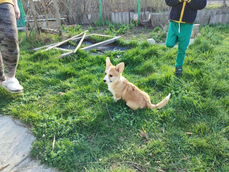 Чарівні цуценята породи коргі